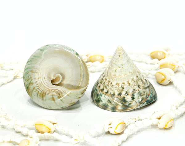Polished Jade Green Trochus Seashell